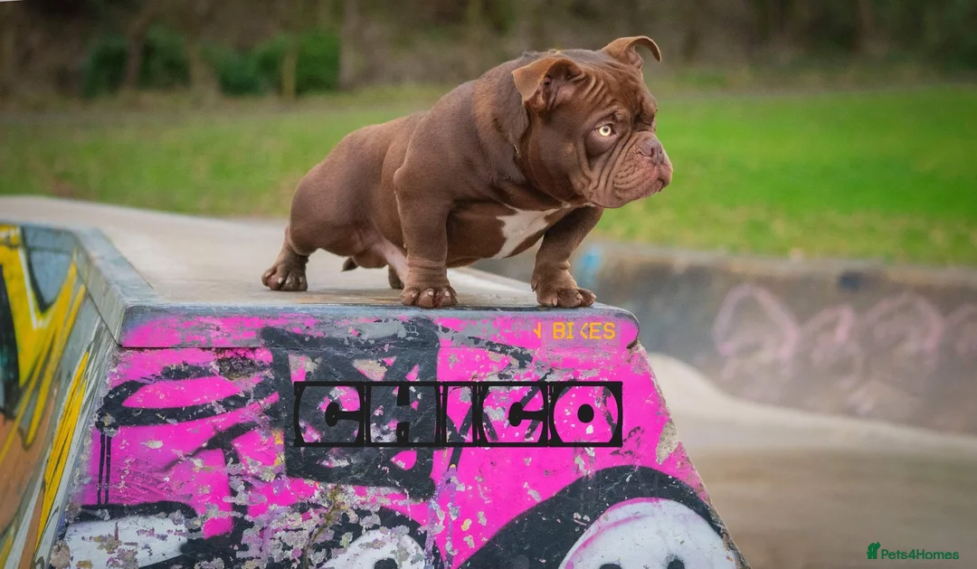 American Bully dogs for stud: Certified ladies man  - Advert 2
