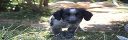 Cocker Spaniel dogs for sale: Working cockers  - Advert 21