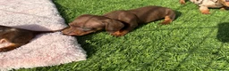 Miniature Dachshund dogs for sale: Miniature Dachshund Puppies - Advert 6
