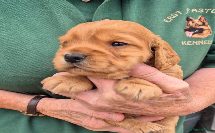 Cocker Spaniel dogs - Advert 16