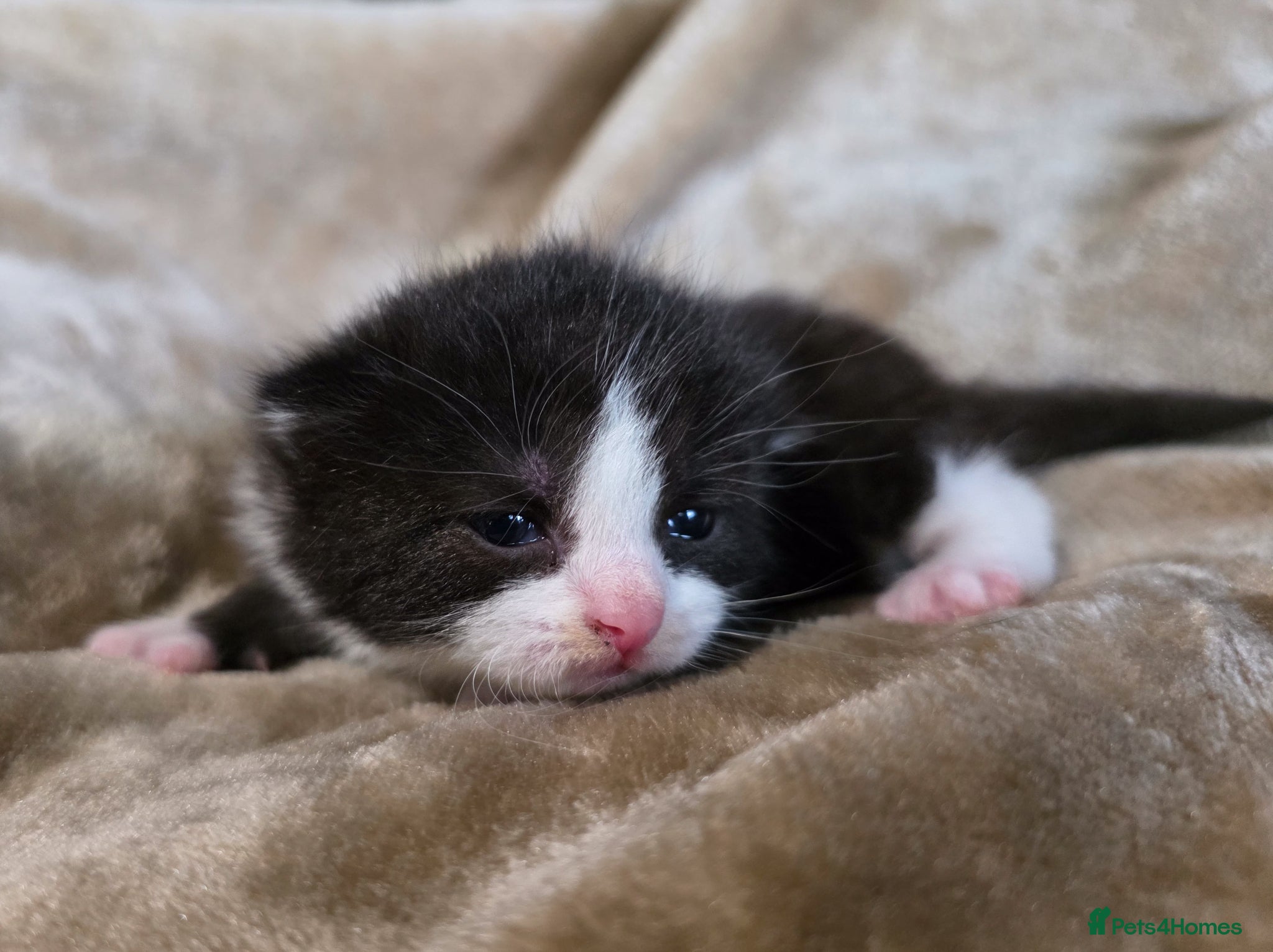 Mixed Breed cats for sale: Tabby farm kittens  - Advert 21