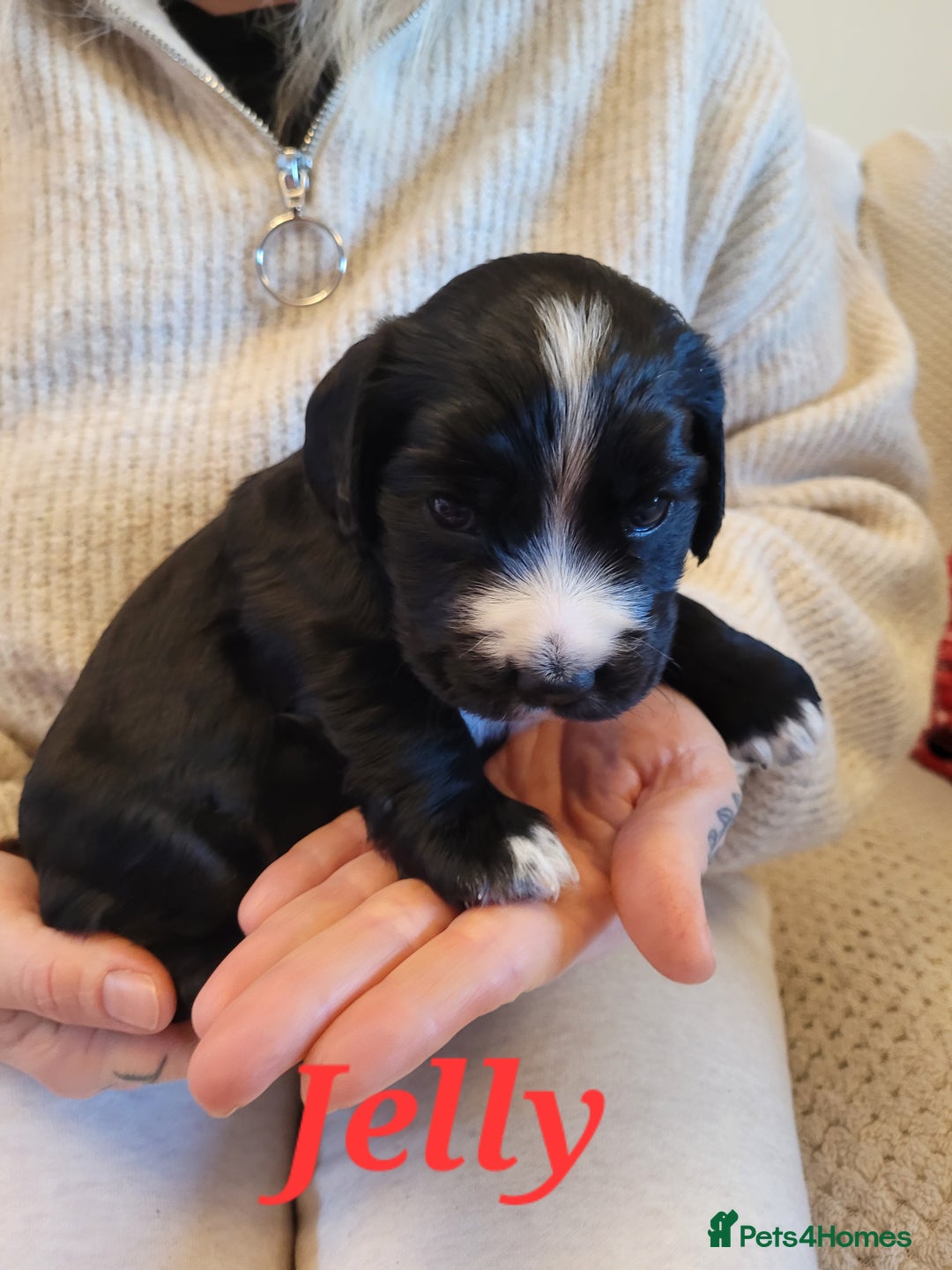 Cocker Spaniel dogs for sale: Gorgeous litter of cocker spaniels - Advert 21