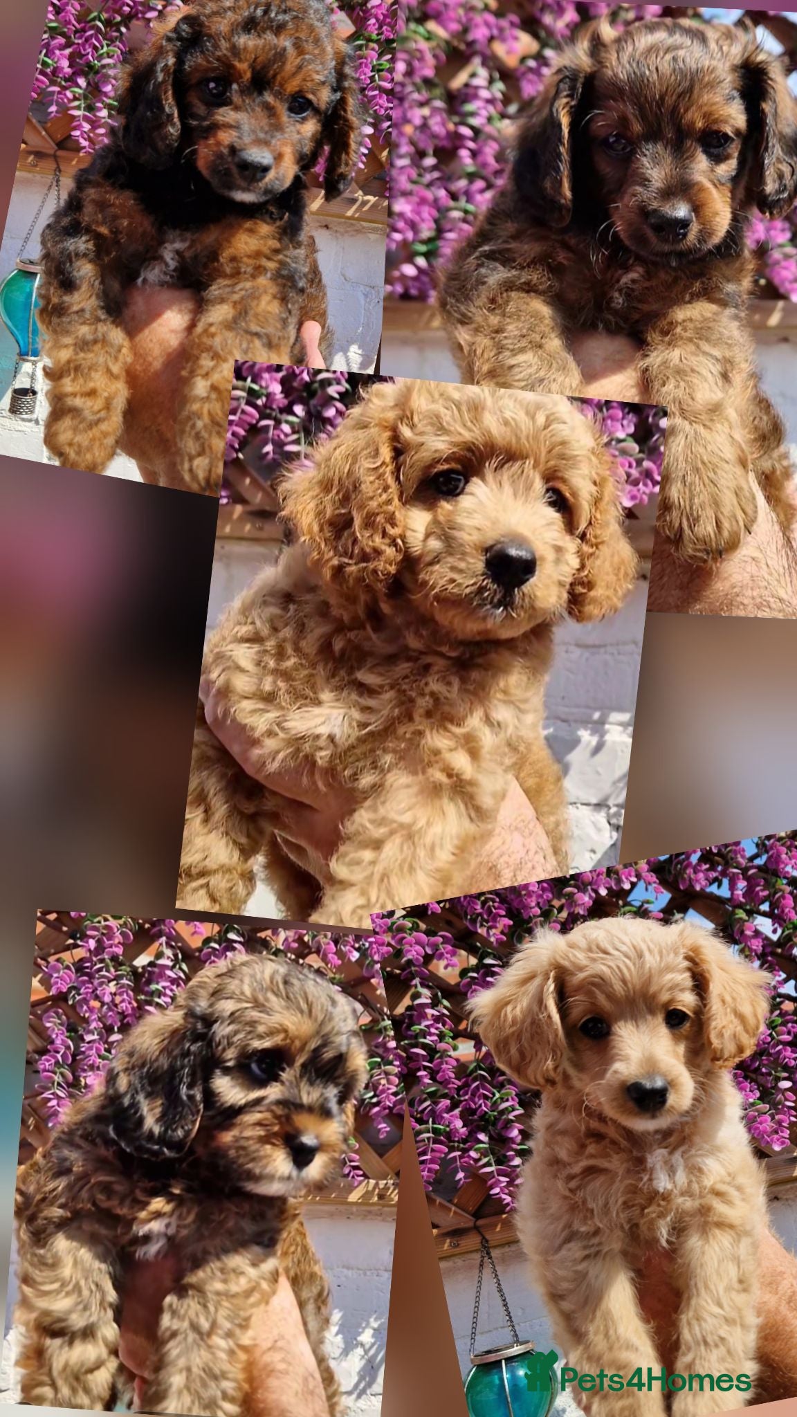 Cavapoochon dogs Beautiful Cavapoochon Pups  - Advert 12