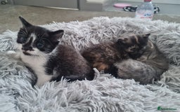 Mixed Breed cats for sale: 🐾 3 Adorable Kittens 2 female 1 male - Image 3