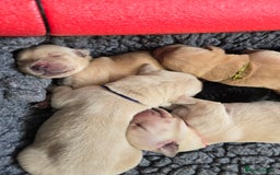 Goldador dogs for sale: Beautiful Goldadors- 2 BOYS LEFT  - Image 6