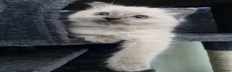 Ragdoll cats for sale: Beautiful Blue Point Ragdoll Kitten Ready Now - Advert 7