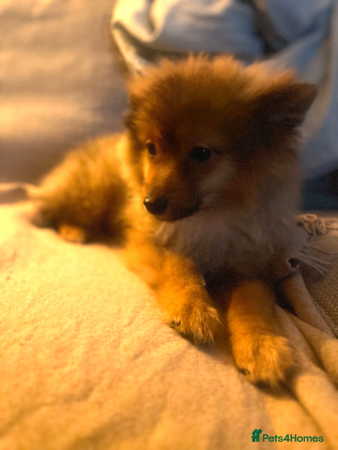 Mixed Breed dogs for sale: Forever Home Wanted  - Advert 4