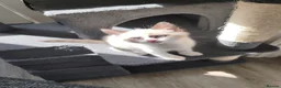Siamese cats for sale: ❤️❤️❤️ Adorable blue-point Siamese kittens ❤️❤️❤️  - Advert 14