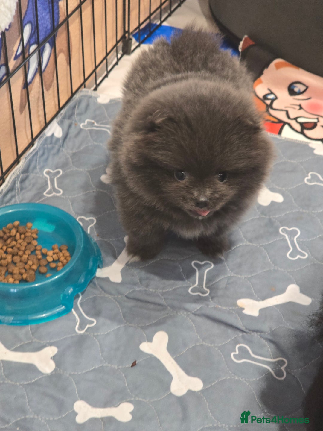 Pomeranian dogs for sale: Pomeranian puppy - Advert 6