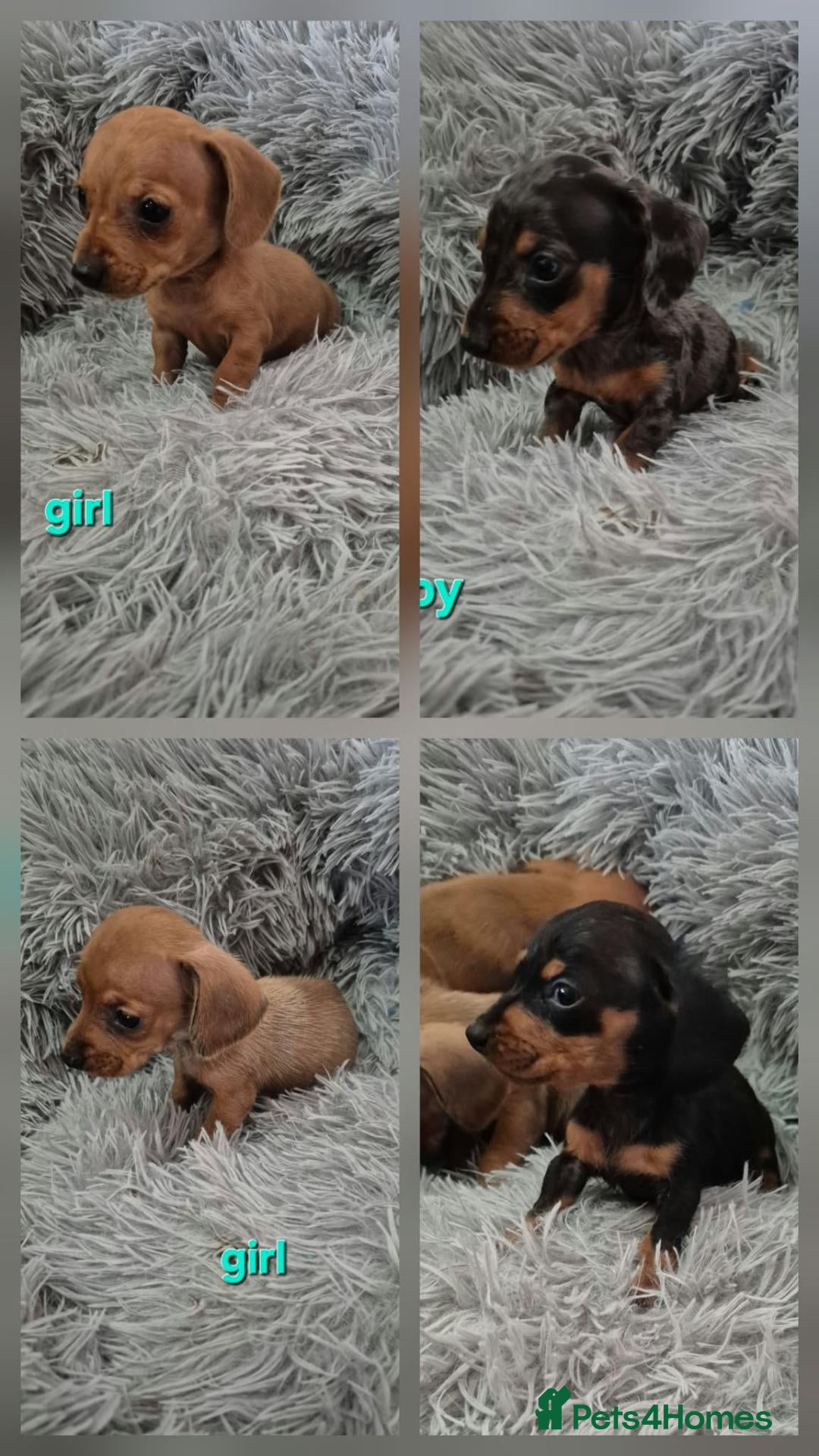 Miniature Dachshund dogs Dachsund puppies ready end of oct  - Advert 1