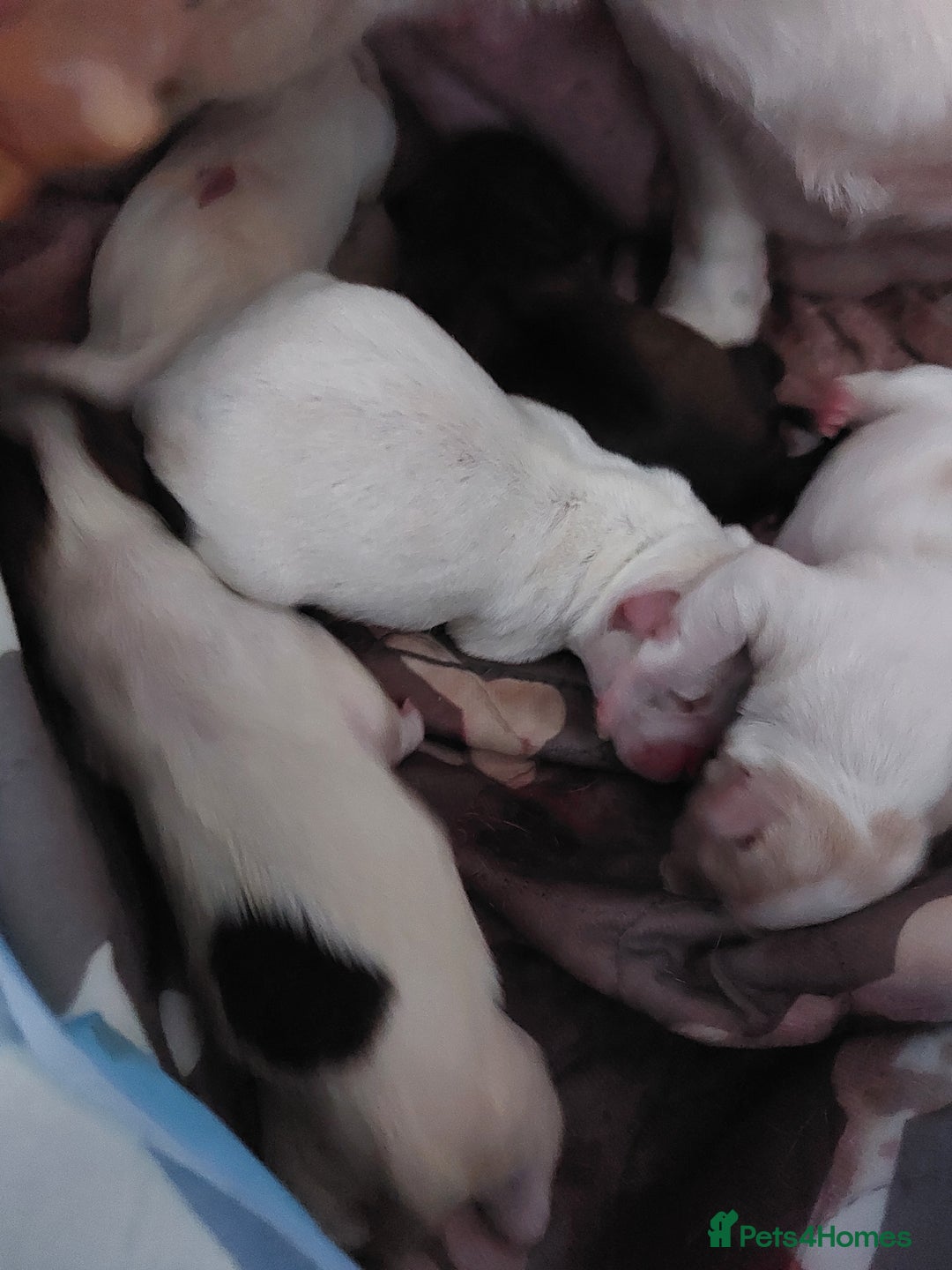 Jack Russell dogs for sale: Jack Russell  puppies for sale  - Image 7