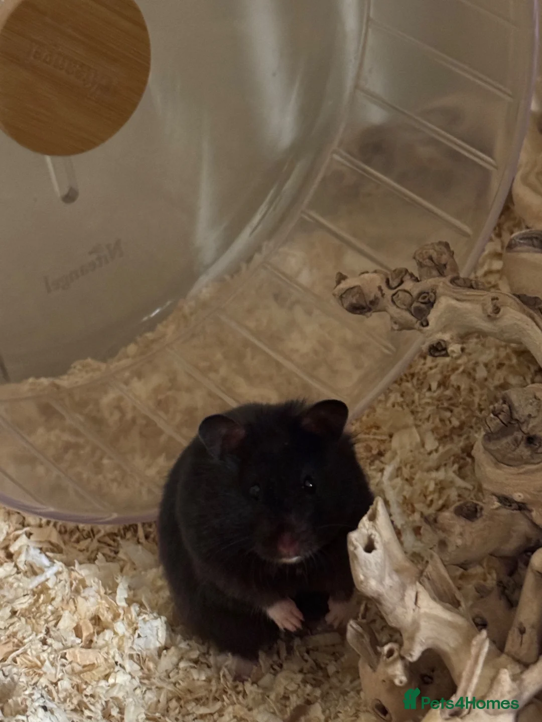 Hamster rodents for sale: Rehome Syrian hamster wicket  - Advert 15