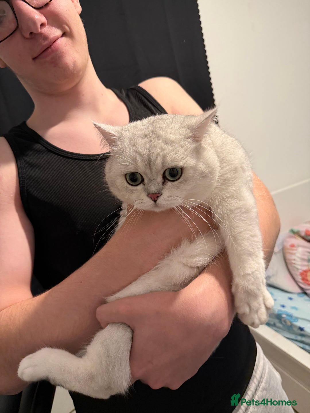 British Shorthair cats for sale: British shorthair male active  - Advert 3