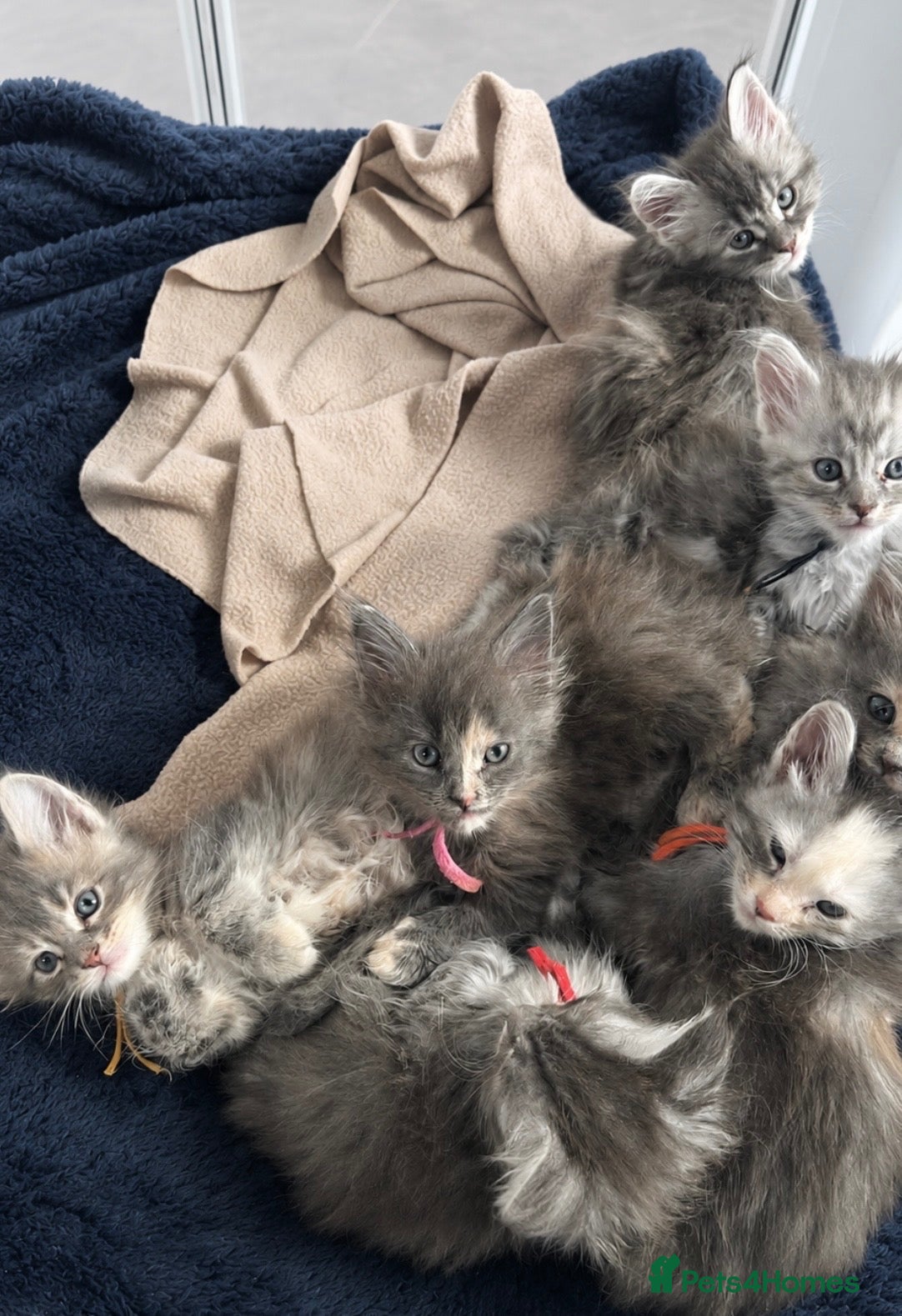 Maine Coon cats Beautiful tica registered blue tabby’s and torties - Advert 2