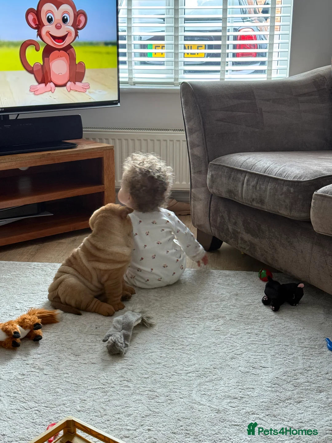 Shar Pei dogs for sale: One stunning male, red fawn Sharpei left  - Advert 2