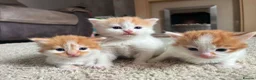 Mixed Breed cats for sale: X2 Ginger Tabby Queens  - Advert 2