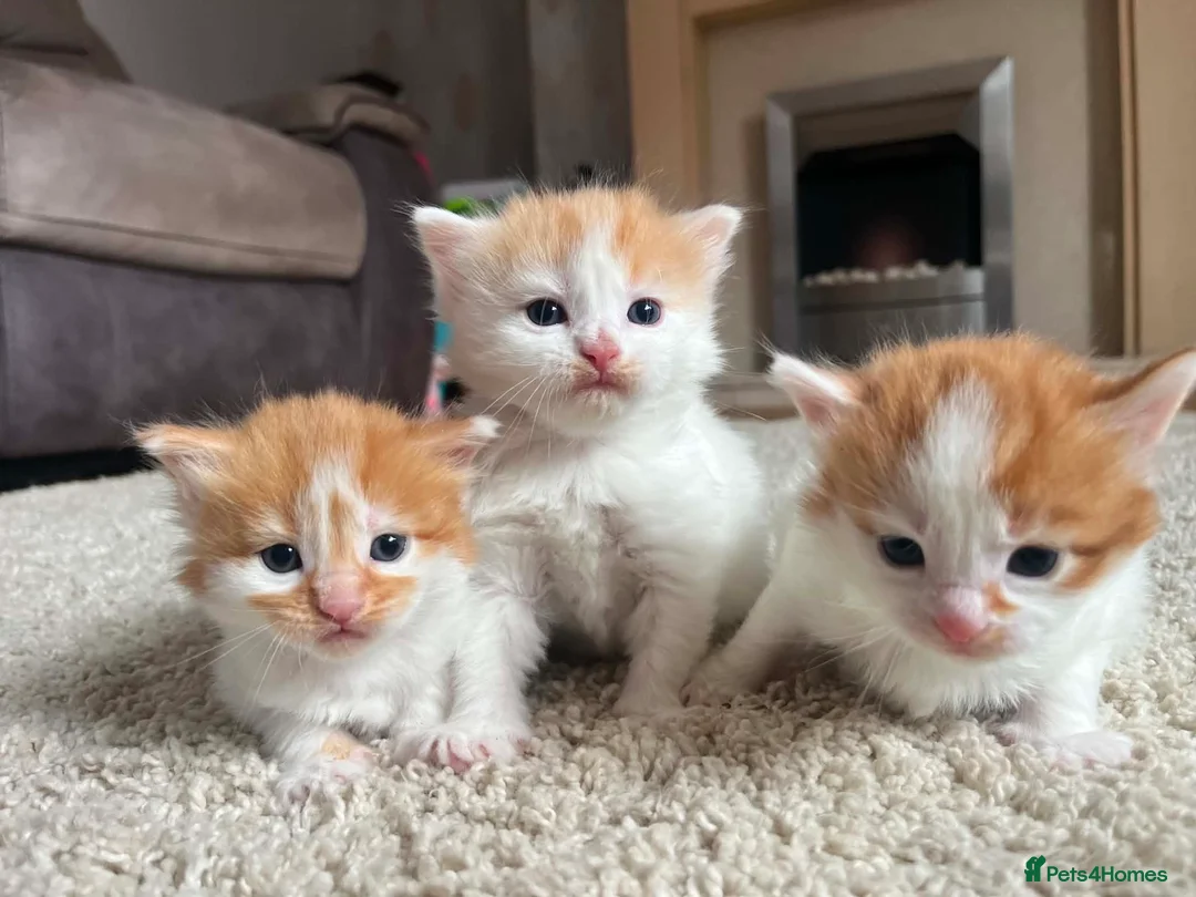 Mixed Breed cats for sale: X2 Ginger Tabby Queens  - Advert 2