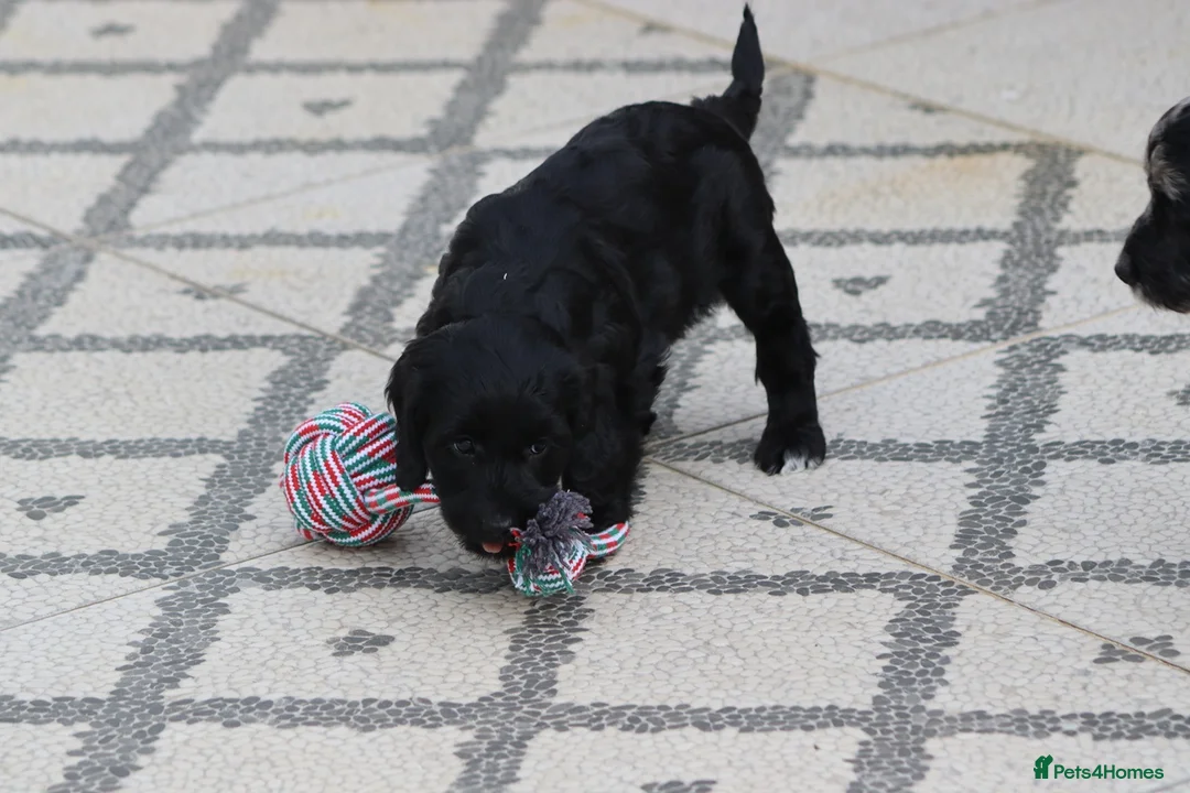 Cockapoo dogs for sale: F1 Cockapoo puppies for sale - Advert 14