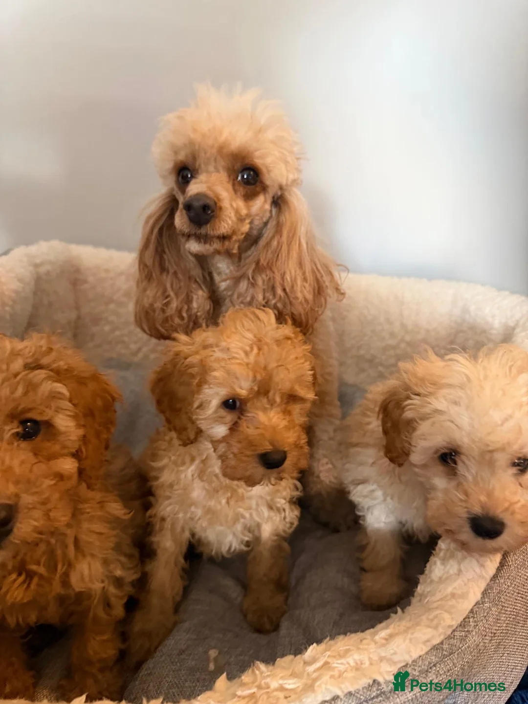 Toy Poodle dogs for sale: Toy poodle  in Glasgow - Advert 1