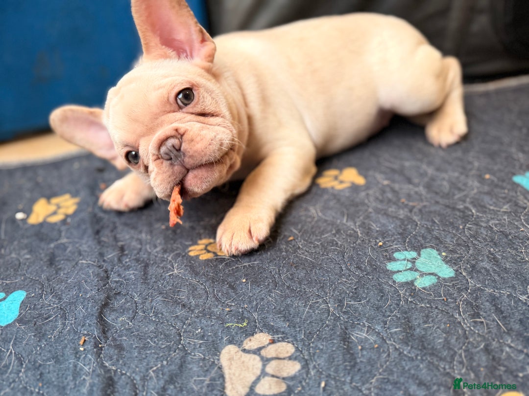 French Bulldog dogs for sale: Beautiful French Bulldog Puppies - Advert 21