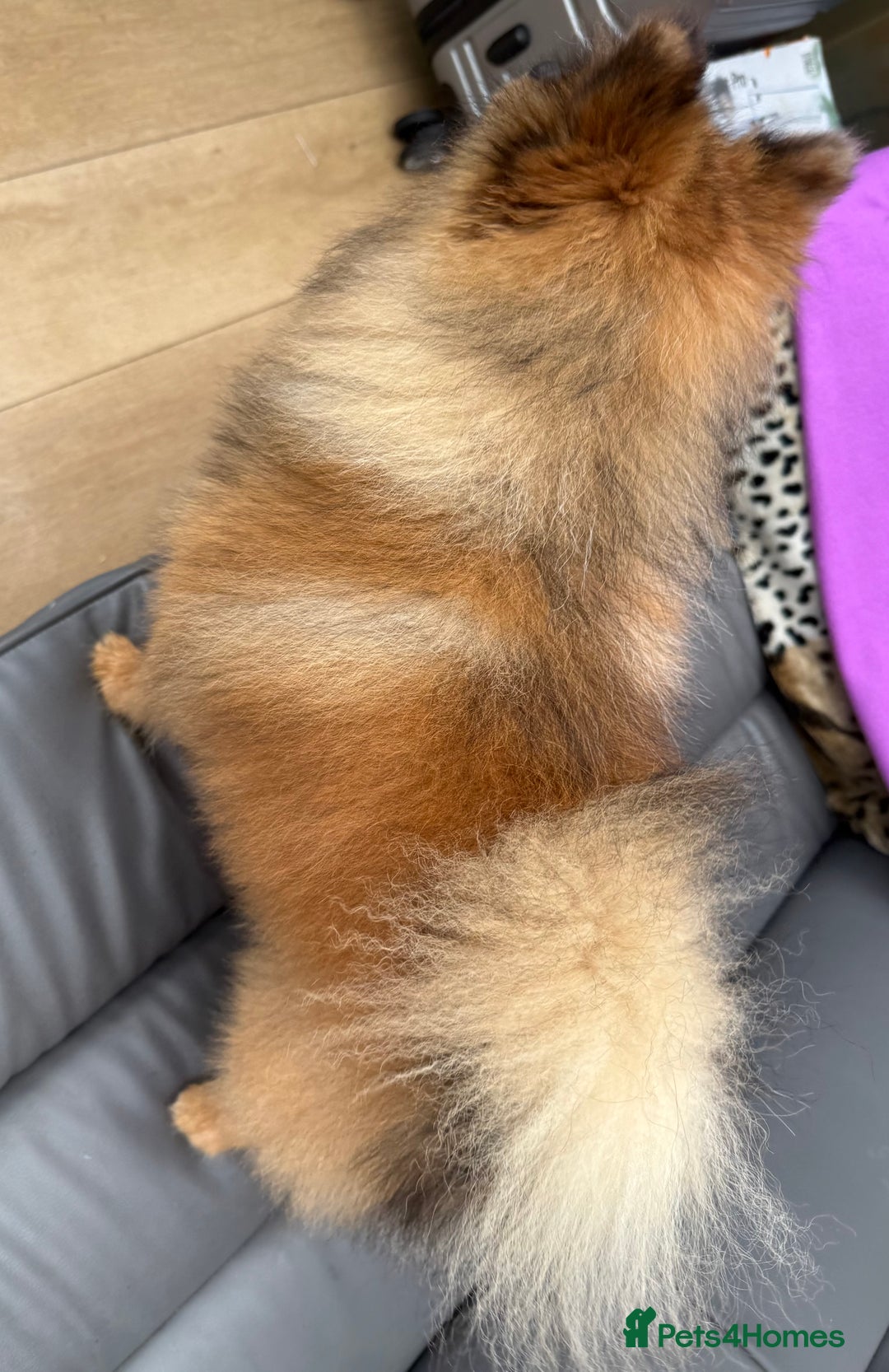 Pomeranian dogs for sale: Very fluffy Orange Sable Pomeranian boy  - Advert 14