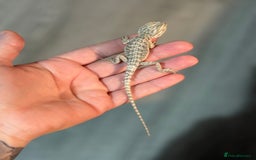 Bearded Dragon reptiles for sale: Bearded Dragon babies - Advert 6