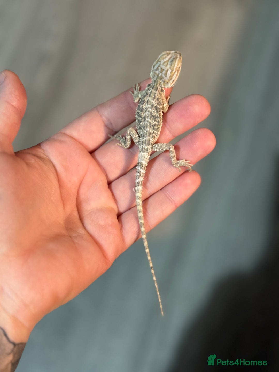 Bearded Dragon reptiles for sale: Bearded Dragon babies - Advert 6
