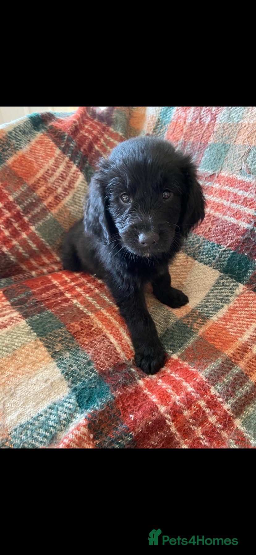 Mixed Breed dogs 10 splendid Coltriver Puppies ready to bring joy - Advert 2