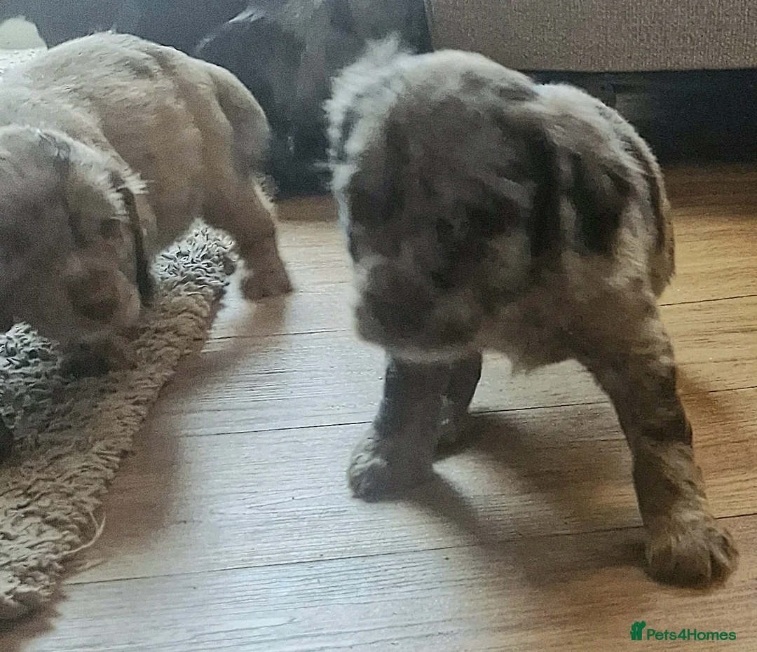 Cocker Spaniel dogs for sale: Mixed litter of Cocker Spaniel puppies  - Advert 6