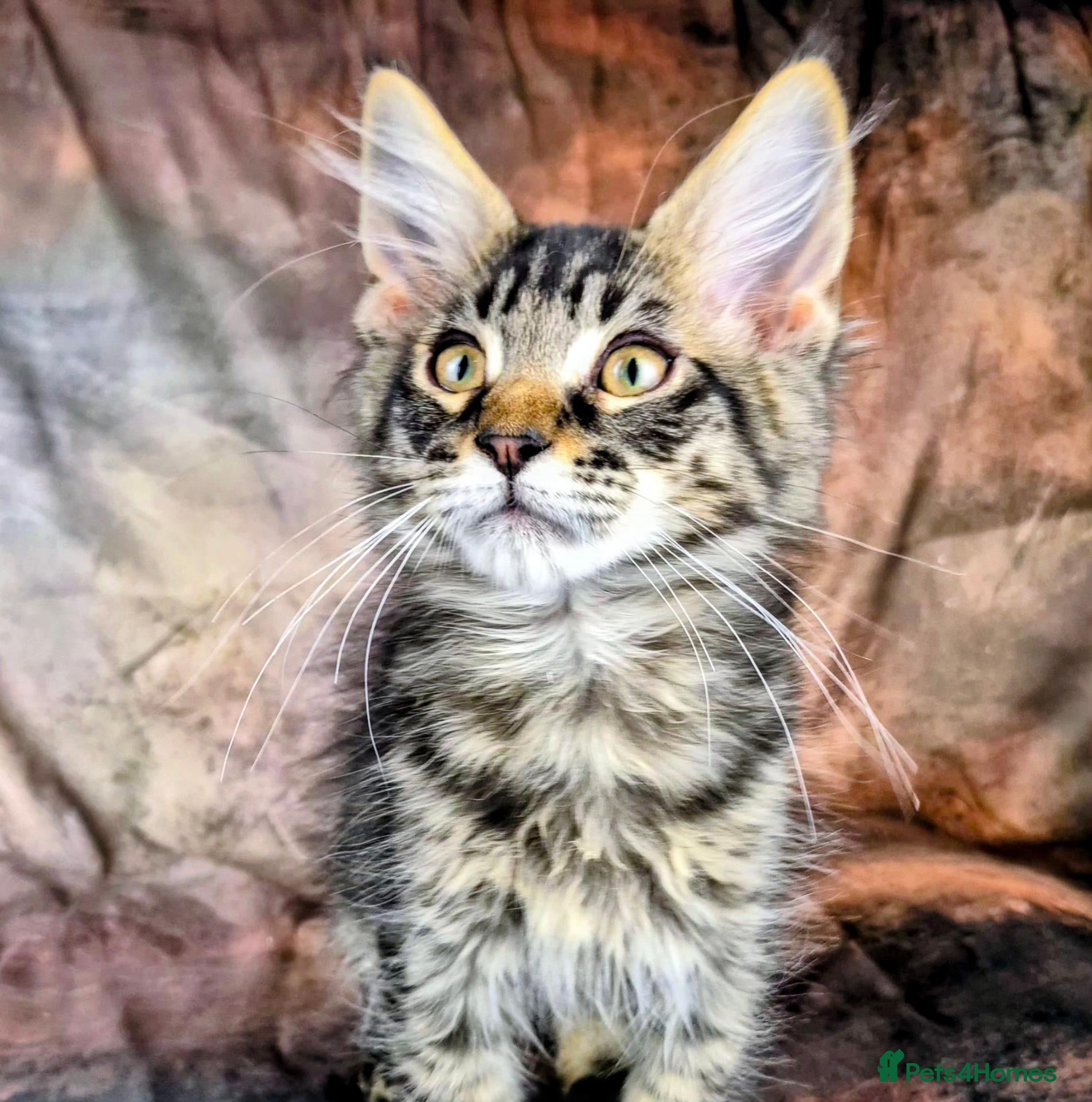 Maine Coon cats Ready Now.  Tica reg Maine coon kittens  - Advert 3