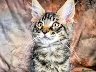 Maine Coon cats Ready Now. Tica reg Maine coon kittens - Advert 2