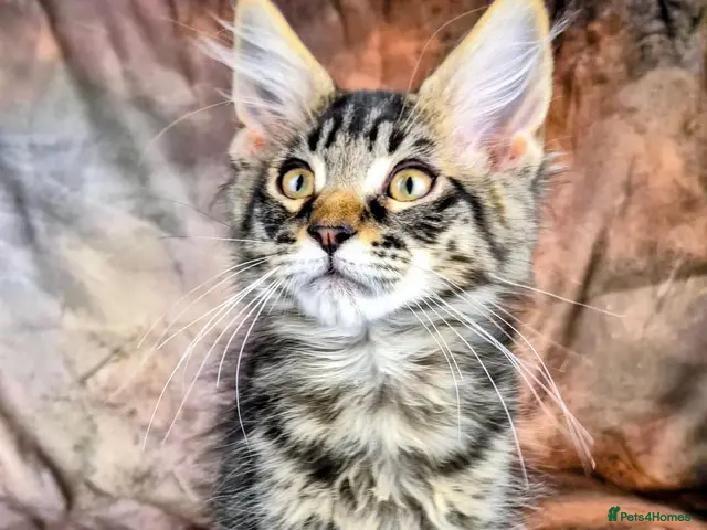 Maine Coon cats Ready Now. Tica reg Maine coon kittens - Advert 6