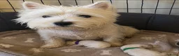 West Highland Terrier dogs for sale: 🐾Stunning Family Bred West Highland Terrier Pups - Advert 11
