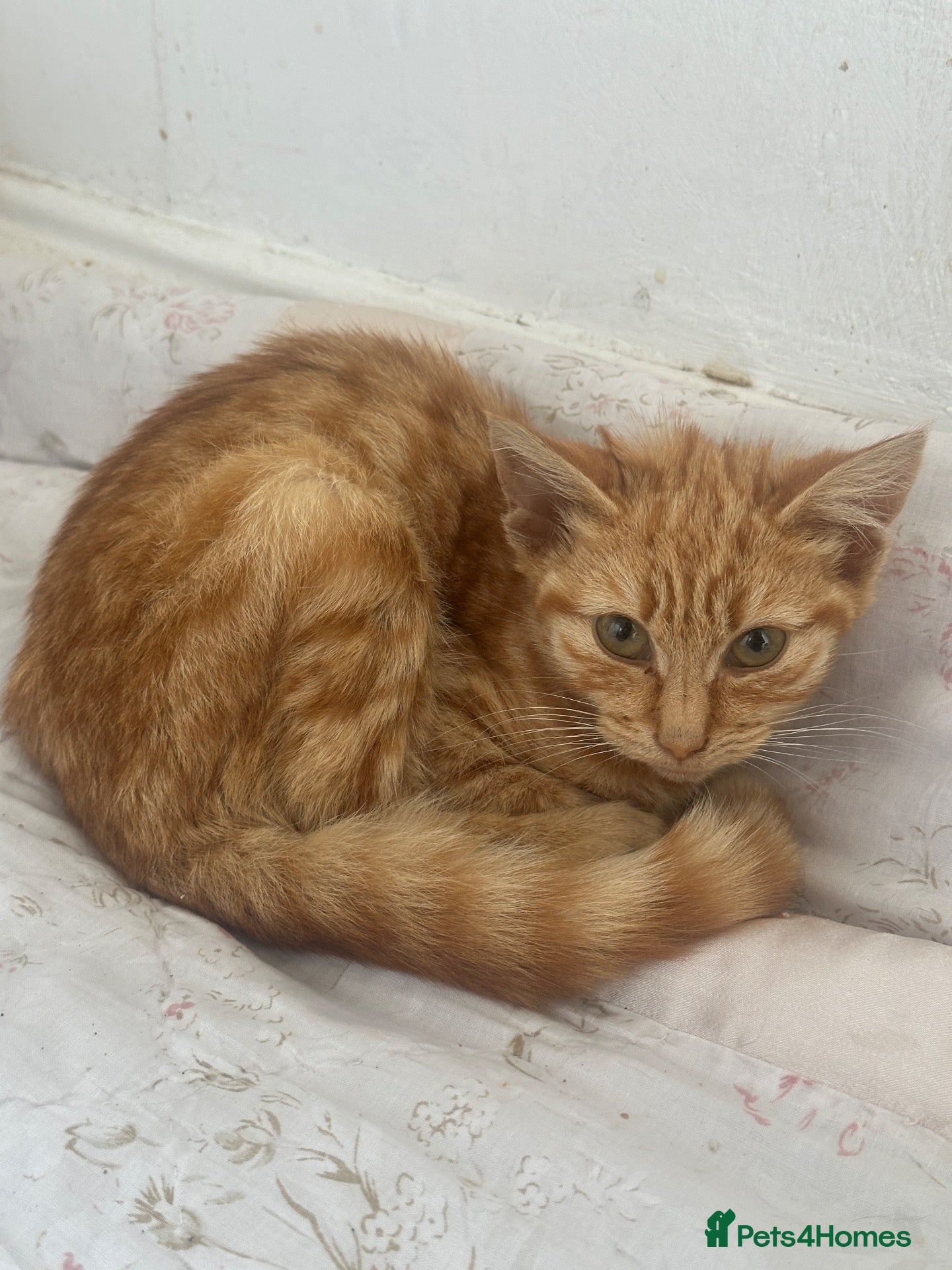 British Longhair cats British medium fur female kitten  - Advert 1
