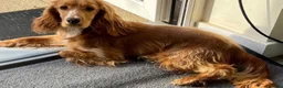 Cockapoo dogs for sale: 6 beautiful cockapoos  - Advert 2