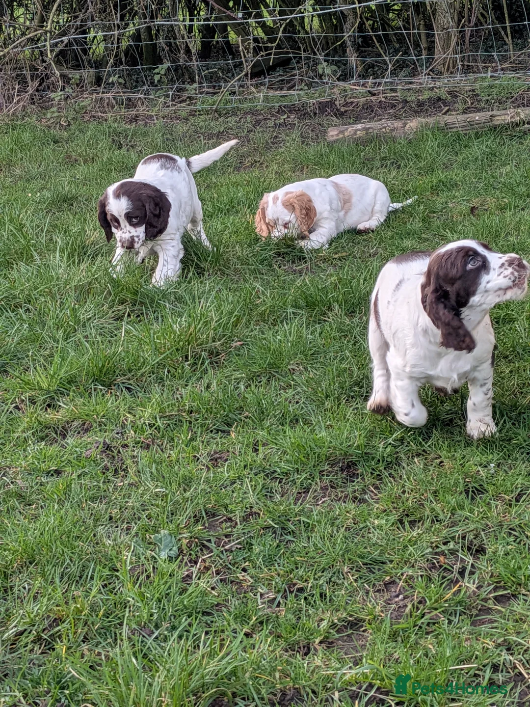 Cocker Spaniel dogs for sale: Cocker spaniel puppies  - Advert 13