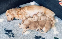 Miniature Dachshund dogs for sale: Full Cream Minature Dachshunds - Image 7