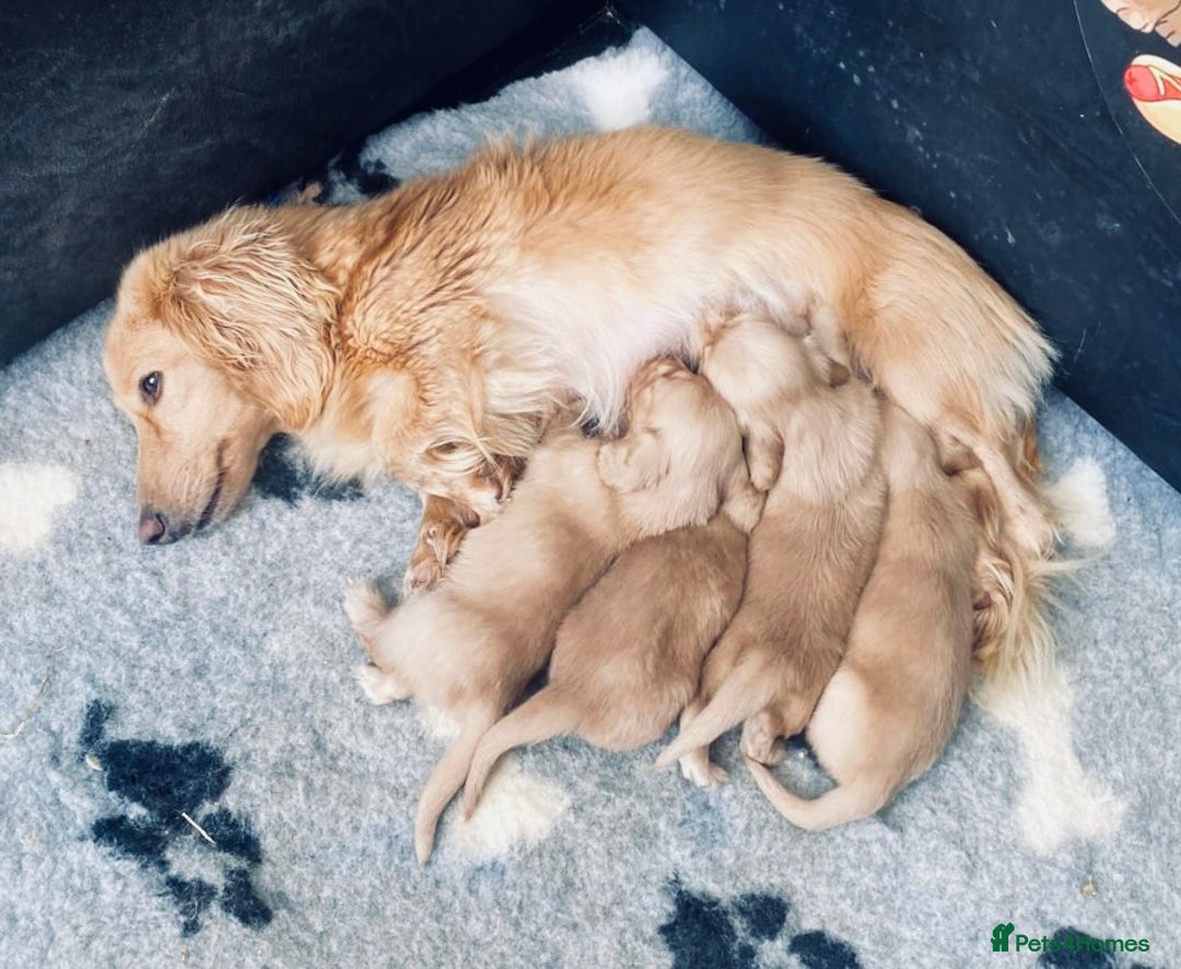 Miniature Dachshund dogs for sale: Full Cream Minature Dachshunds - Image 7