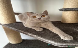 British Shorthair cats for sale: British shorthair female - Image 6