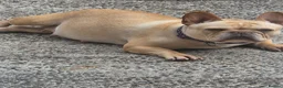 French Bulldog dogs for sale: French bulldog pups kc reg in Carrickfergus - Advert 1