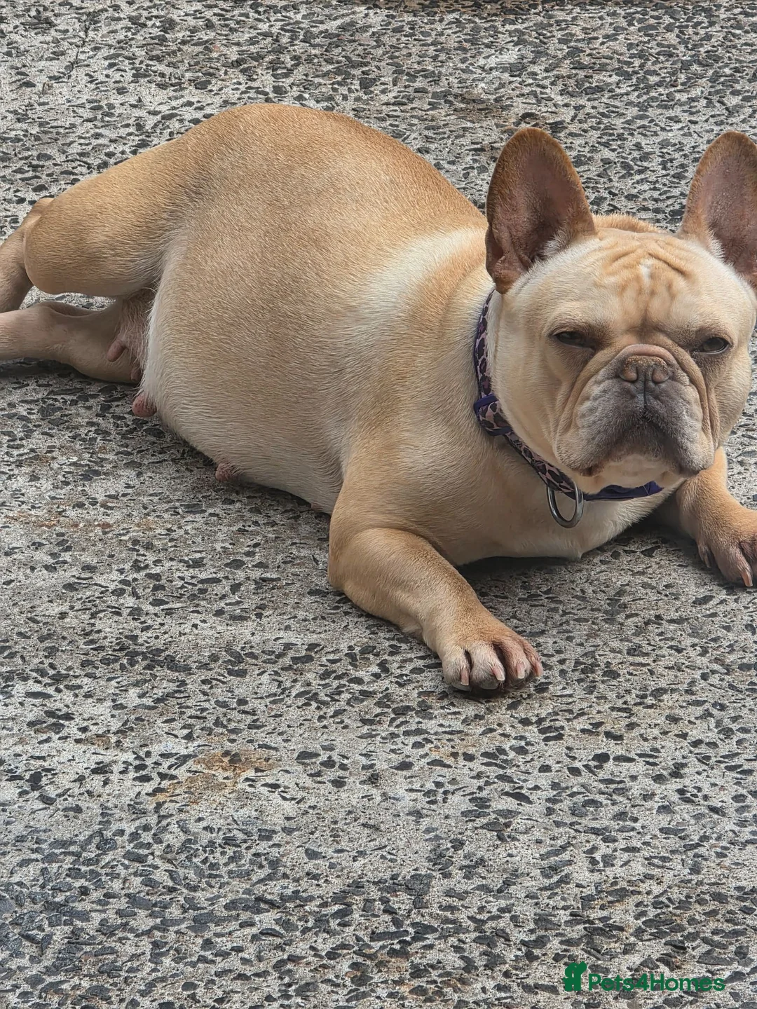 French Bulldog dogs for sale: French bulldog pups kc reg in Carrickfergus - Advert 1