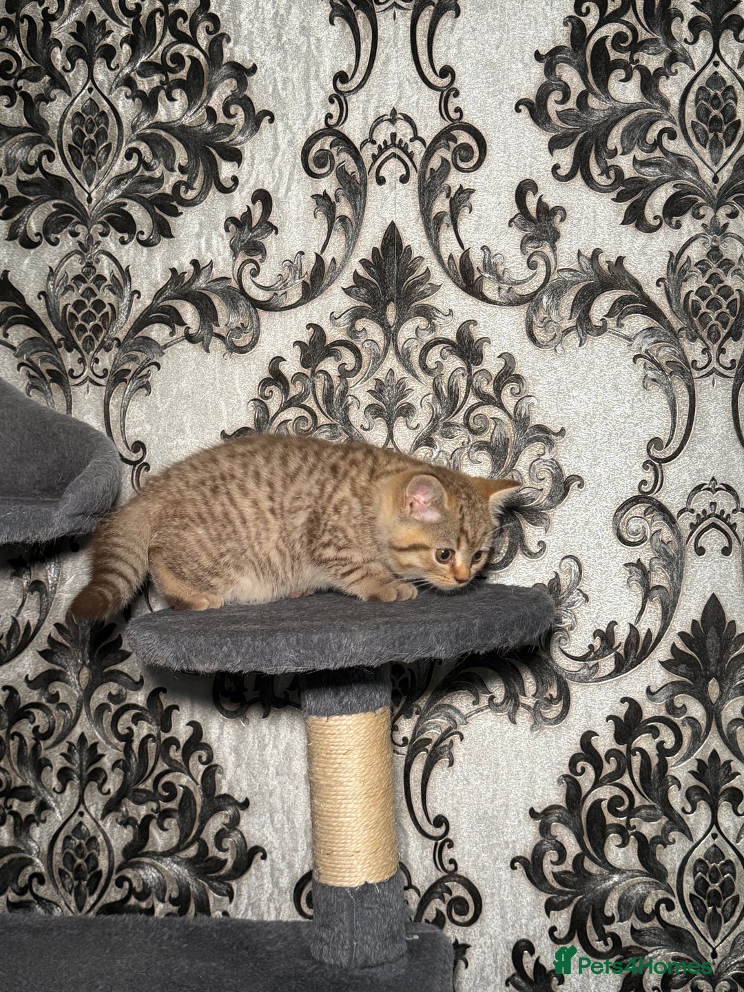 British Shorthair cats for sale: British shorthair kittens  - Image 4