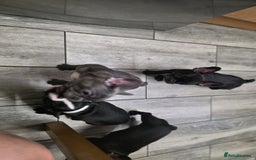 French Bulldog dogs for sale: 2 Adult French bulldogs and 4 Puppies  - Image 31