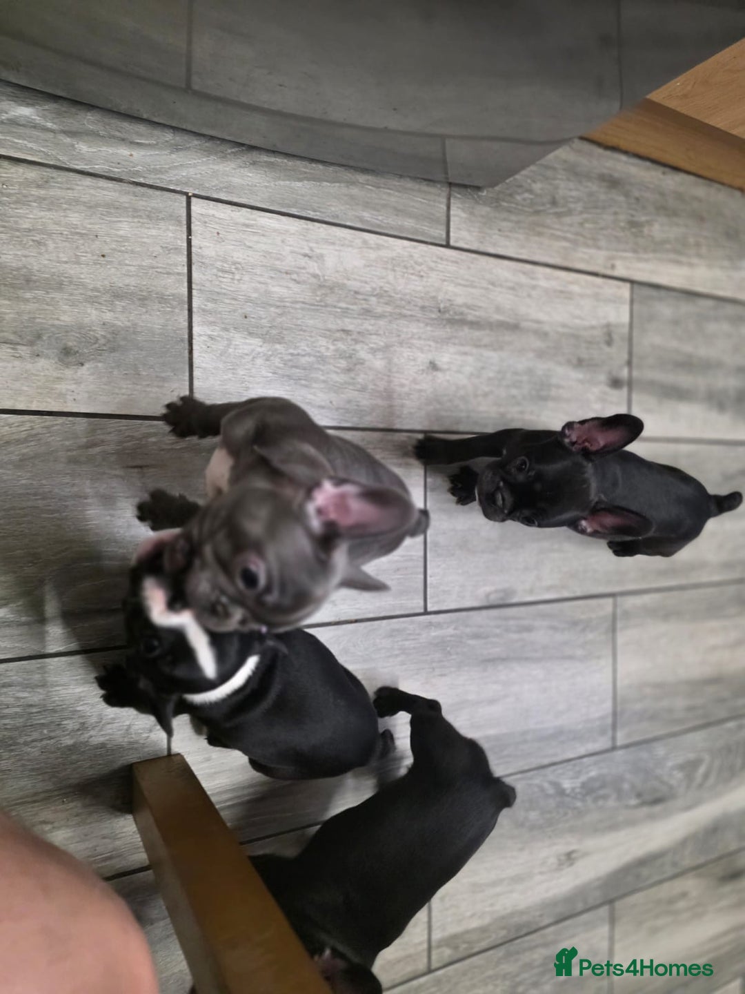 French Bulldog dogs for sale: 2 Adult French bulldogs and 4 Puppies  - Image 31