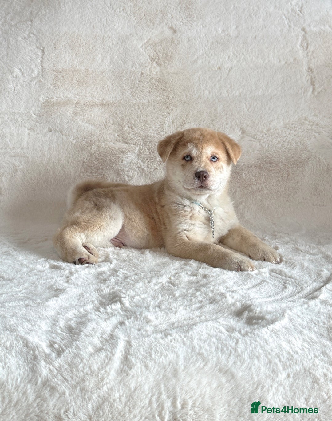 Chow Chow dogs for sale: Chocolate Merle blue eyed chowsky male puppy  - Image 2