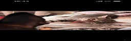 Mixed Breed cats for sale: Rescue cats- kittens and adults 🧡 - Advert 21