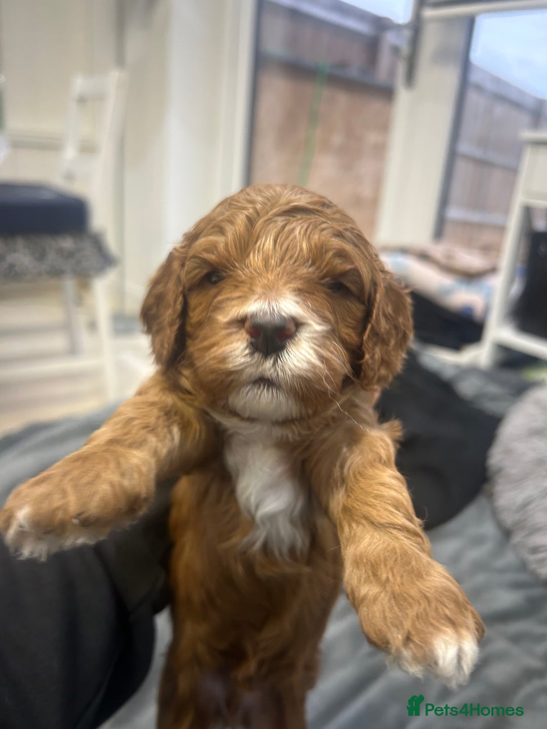 Cavapoo dogs for sale: 7 gorgeous F1b Cavapoo Puppies (4 girls & 3 boys)  - Image 17