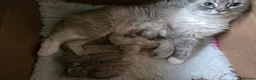 Ragdoll cats for sale: 8 Ragdoll Kittens (some Lynx) - Advert 11