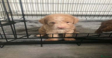 Mixed Breed dogs - Advert 3