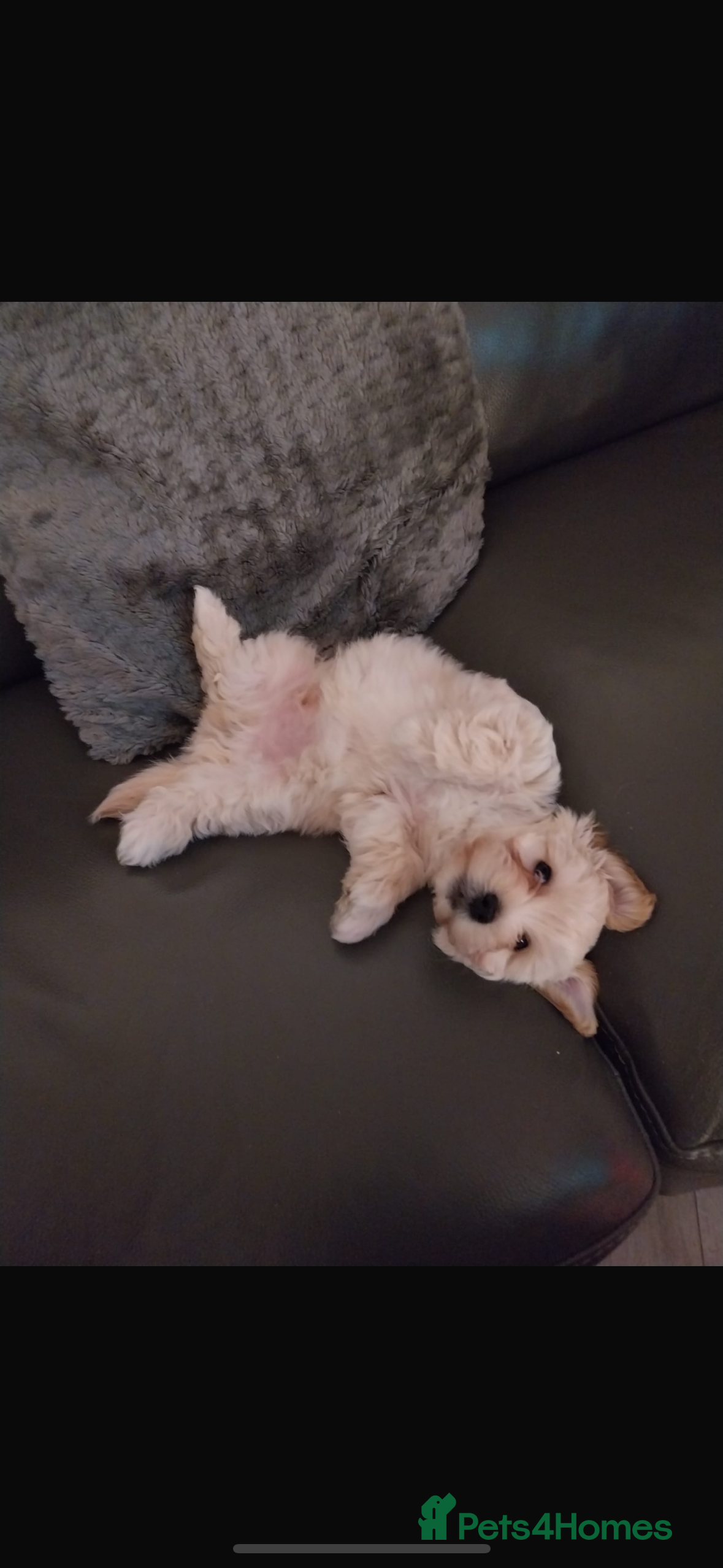 Yochon dogs Yochon in Bellshill - Advert 8